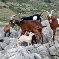 GAEC LA FERME DES CAPRICES