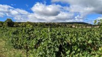 Oenorando des vignes et volcans de fontes0002 ©Gilles Delerue - ADT34 ©Gilles Delerue - ADT34