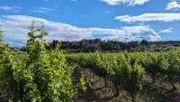 Oenorando des vignes et volcans de fontes0012 ©Gilles Delerue - ADT34 ©Gilles Delerue - ADT34