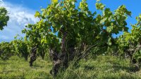 Oenorando des vignes et volcans de fontes0011 ©Gilles Delerue - ADT34 ©Gilles Delerue - ADT34