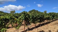 Oenorando des vignes et volcans de fontes0009 ©Gilles Delerue - ADT34 ©Gilles Delerue - ADT34